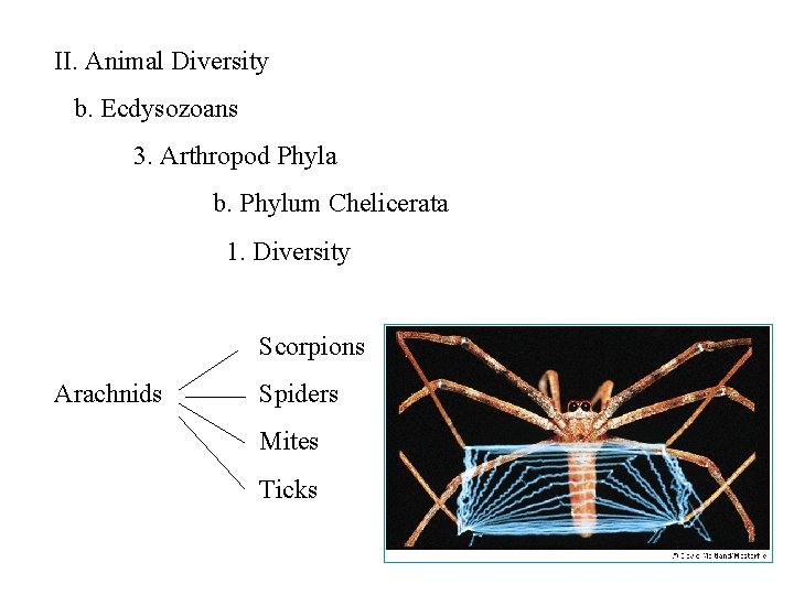 II. Animal Diversity b. Ecdysozoans 3. Arthropod Phyla b. Phylum Chelicerata 1. Diversity Scorpions