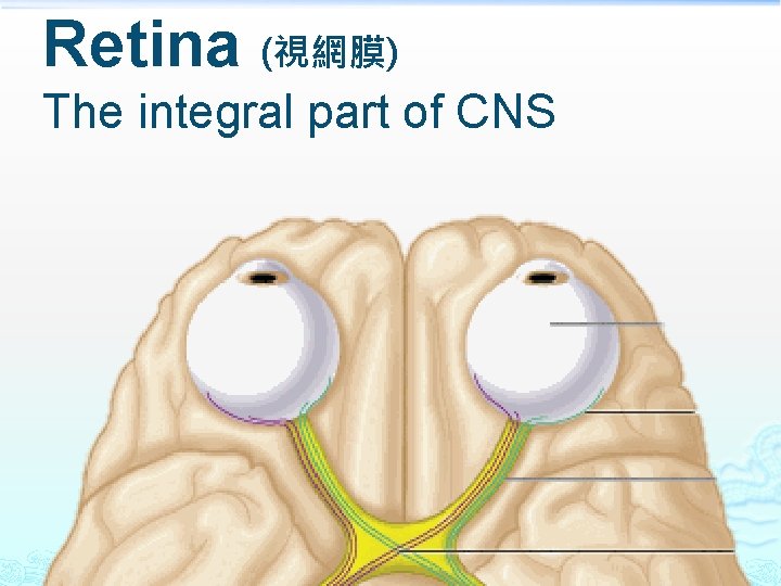 Retina (視網膜) The integral part of CNS 