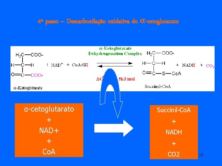 4º passo – Descarboxilação oxidativa do α-cetoglutarato + NAD+ + Co. A Succinil-Co. A 4º passo – Descarboxilação oxidativa do α-cetoglutarato + NAD+ + Co. A Succinil-Co. A