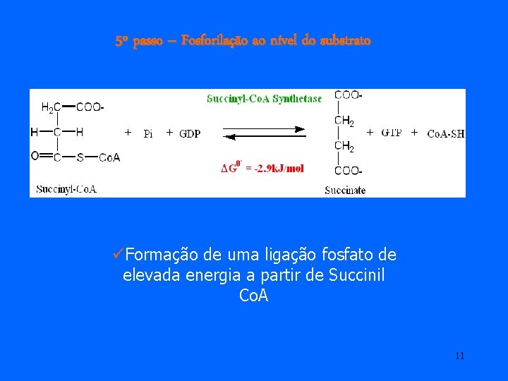 5º passo – Fosforilação ao nível do substrato üFormação de uma ligação fosfato de