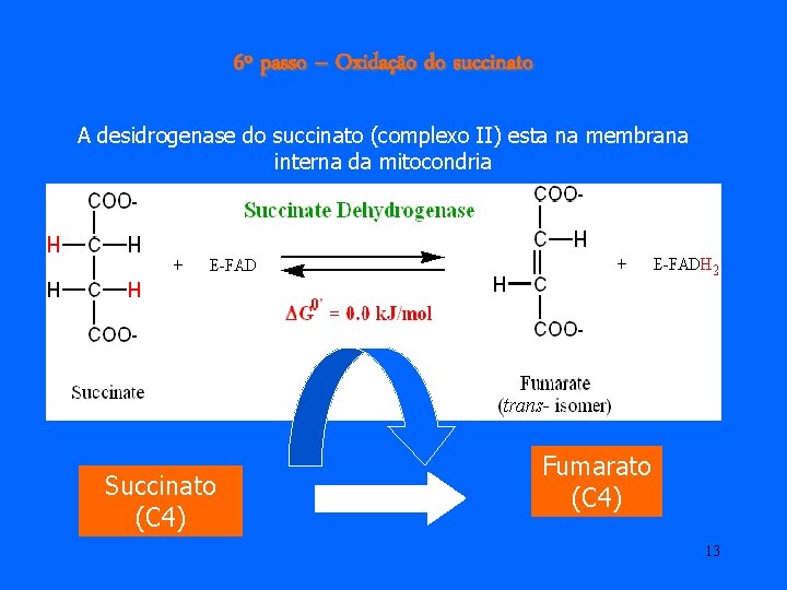 6º passo – Oxidação do succinato A desidrogenase do succinato (complexo II) esta na