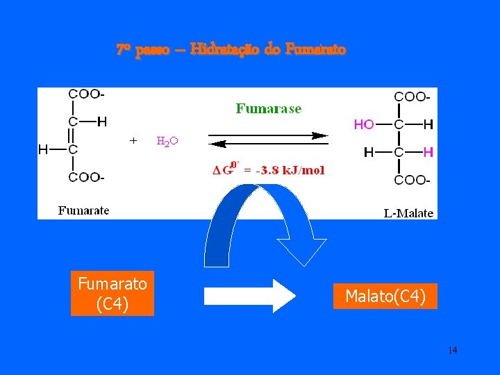 7º passo – Hidratação do Fumarato (C 4) Malato(C 4) 14 