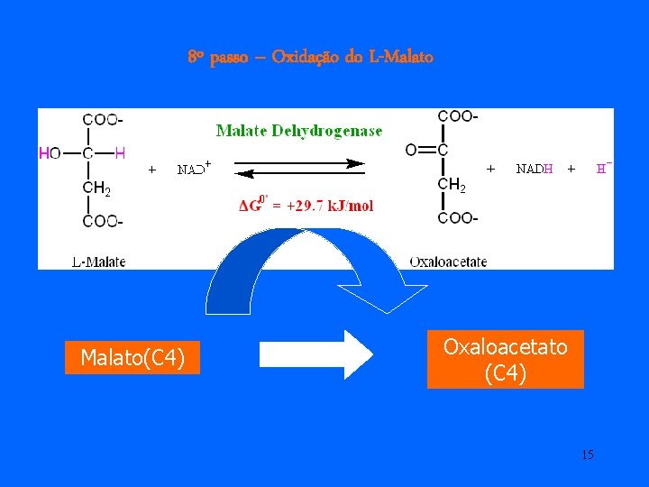 8º passo – Oxidação do L-Malato(C 4) Oxaloacetato (C 4) 15 