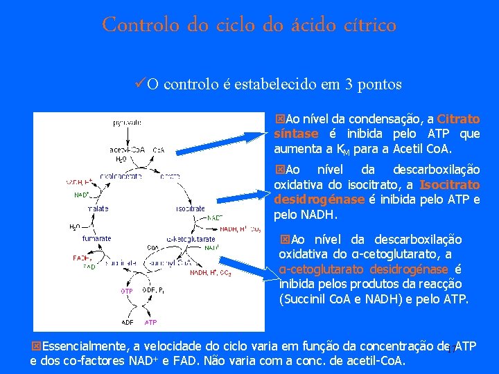 Controlo do ciclo do ácido cítrico üO controlo é estabelecido em 3 pontos ýAo Controlo do ciclo do ácido cítrico üO controlo é estabelecido em 3 pontos ýAo