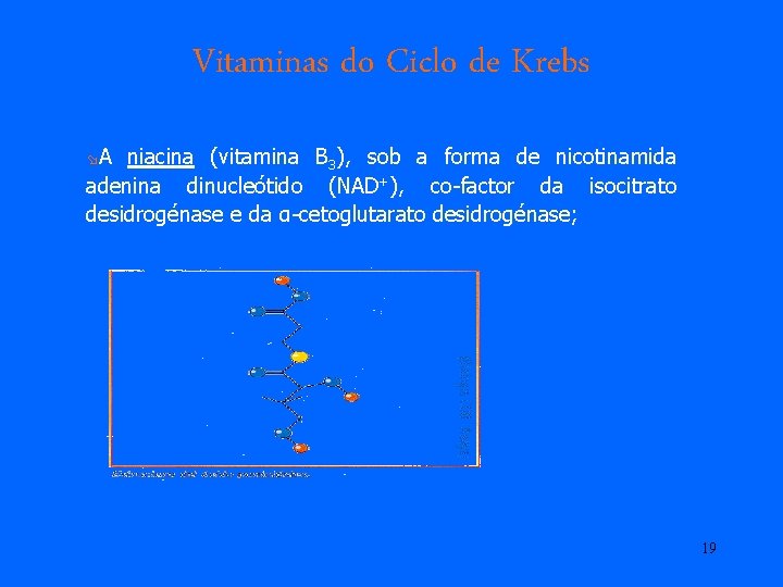 Vitaminas do Ciclo de Krebs øA niacina (vitamina B 3), sob a forma de