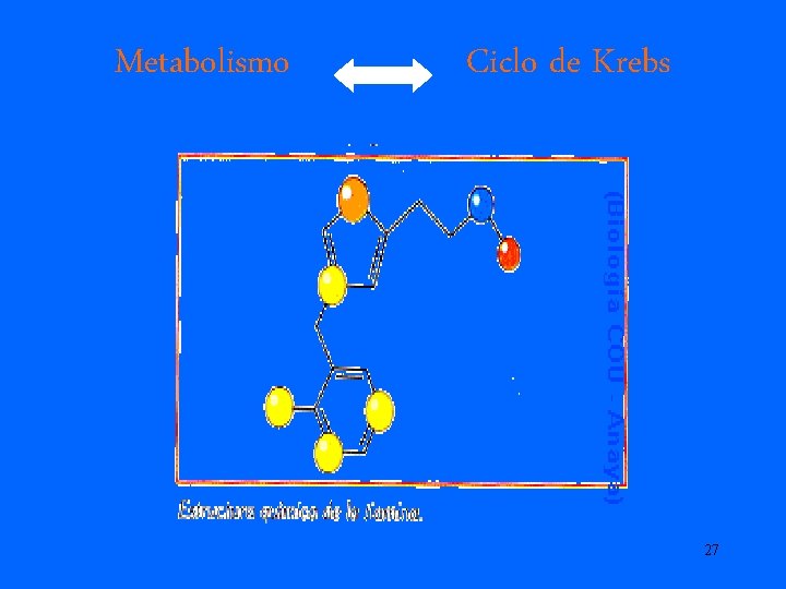 Metabolismo Ciclo de Krebs 27 Metabolismo Ciclo de Krebs 27