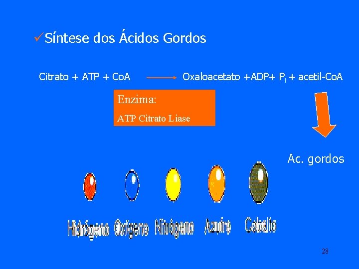 üSíntese dos Ácidos Gordos Citrato + ATP + Co. A Oxaloacetato +ADP+ Pi +