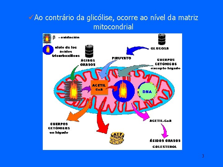 üAo contrário da glicólise, ocorre ao nível da matriz mitocondrial 3 