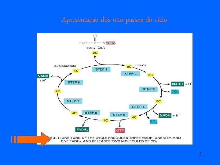 Apresentação dos oito passos do ciclo 5 