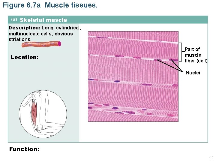 Figure 6. 7 a Muscle tissues. Skeletal muscle Description: Long, cylindrical, multinucleate cells; obvious