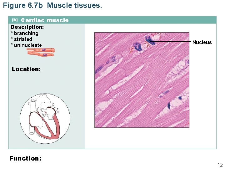 Figure 6. 7 b Muscle tissues. Cardiac muscle Description: * branching * striated *