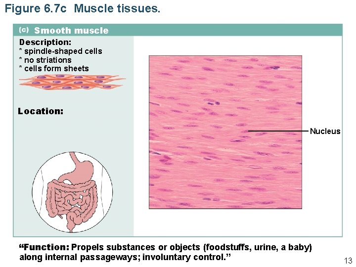 Figure 6. 7 c Muscle tissues. Smooth muscle Description: * spindle-shaped cells * no