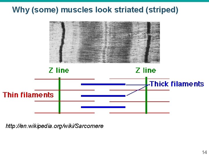 Why (some) muscles look striated (striped) http: //en. wikipedia. org/wiki/Sarcomere 14 