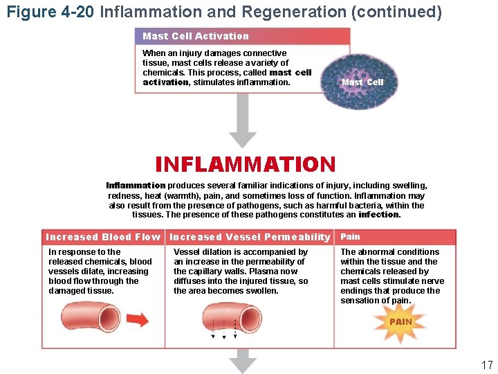 Figure 4 -20 Inflammation and Regeneration (continued) Mast Cell Activation When an injury damages