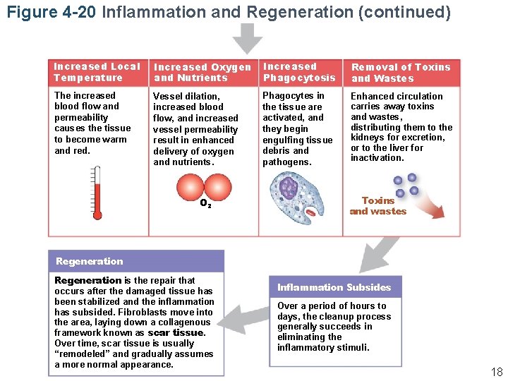 Figure 4 -20 Inflammation and Regeneration (continued) Increased Local Temperature Increased Oxygen and Nutrients