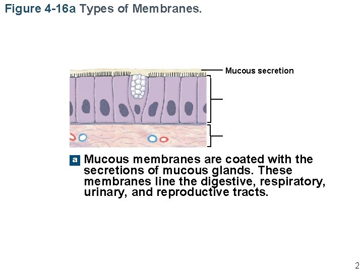 Figure 4 -16 a Types of Membranes. Mucous secretion a Mucous membranes are coated