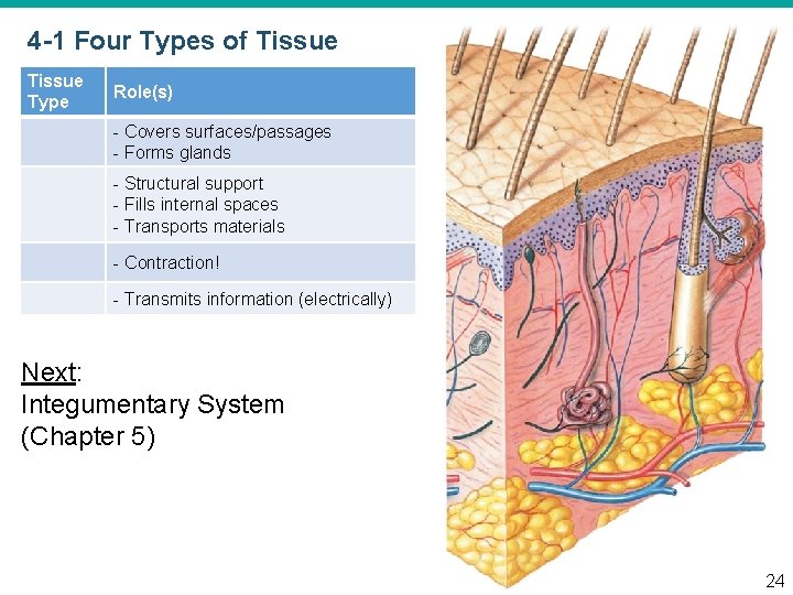 4 -1 Four Types of Tissue Type Role(s) - Covers surfaces/passages - Forms glands