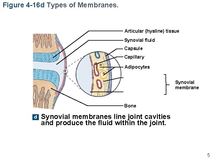 Figure 4 -16 d Types of Membranes. Articular (hyaline) tissue Synovial fluid Capsule Capillary