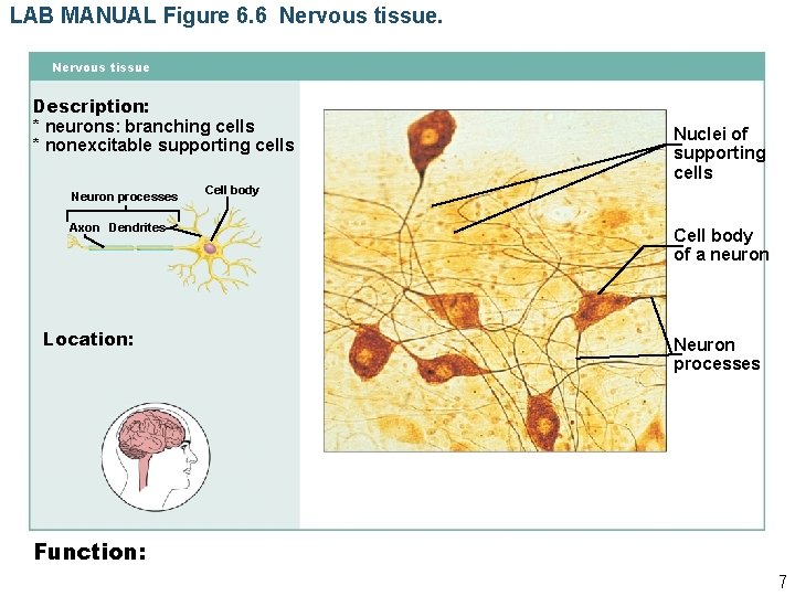 LAB MANUAL Figure 6. 6 Nervous tissue Description: * neurons: branching cells * nonexcitable