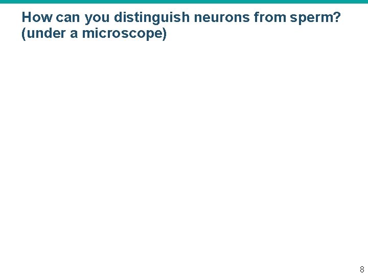 How can you distinguish neurons from sperm? (under a microscope) 8 