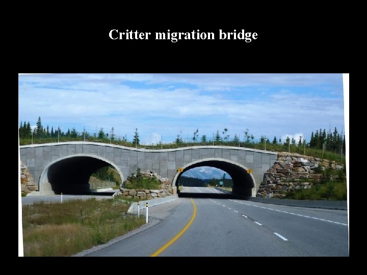 Critter migration bridge 