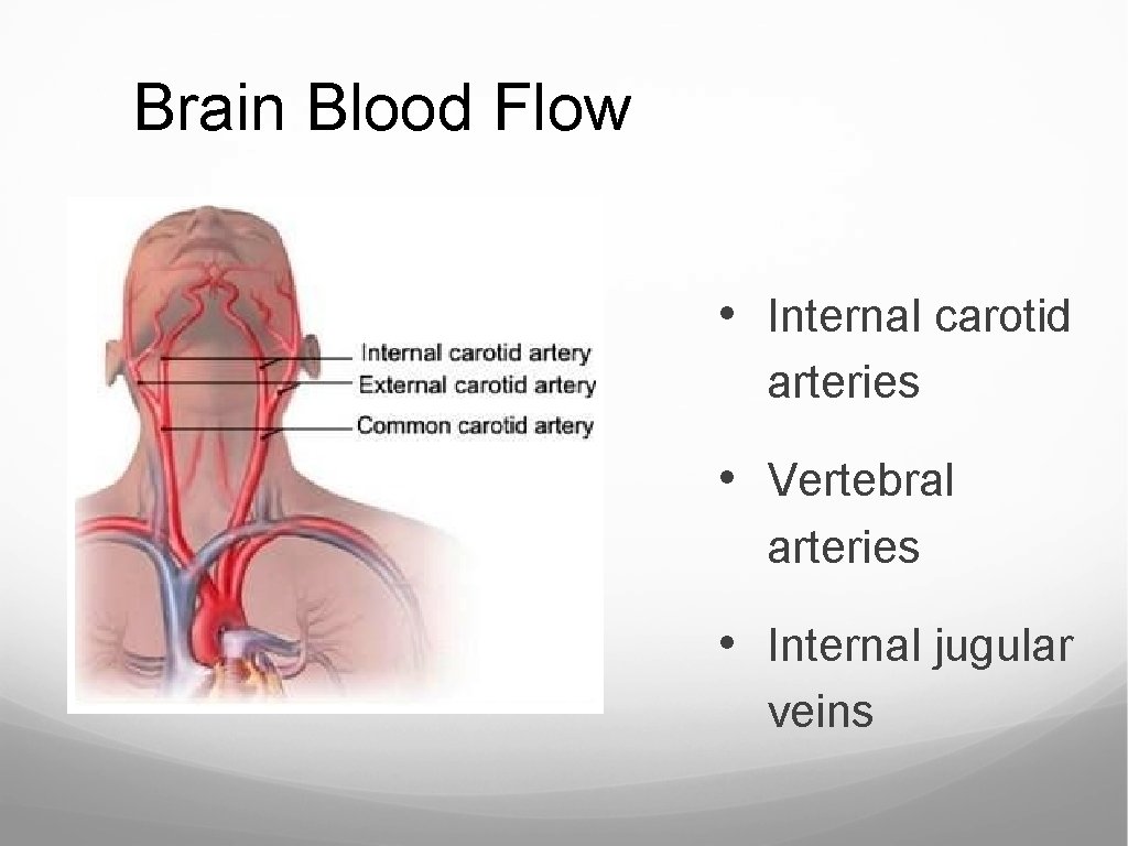 Brain Blood Flow • Internal carotid arteries • Vertebral arteries • Internal jugular veins