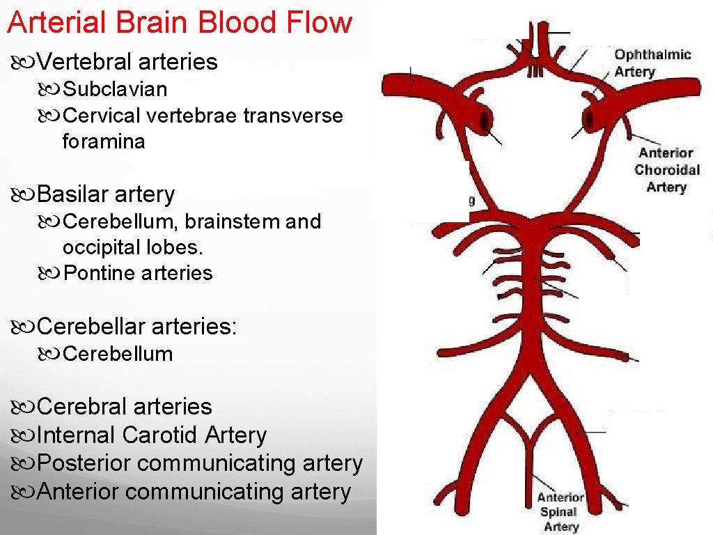 Arterial Brain Blood Flow Vertebral arteries Subclavian Cervical vertebrae transverse foramina Basilar artery Cerebellum, Arterial Brain Blood Flow Vertebral arteries Subclavian Cervical vertebrae transverse foramina Basilar artery Cerebellum,
