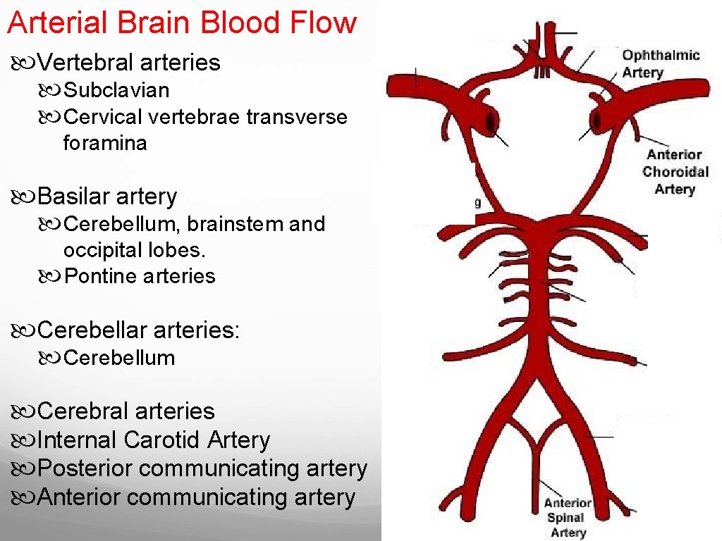 Arterial Brain Blood Flow Vertebral arteries Subclavian Cervical vertebrae transverse foramina Basilar artery Cerebellum,