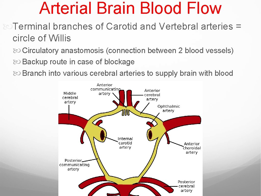 Arterial Brain Blood Flow Terminal branches of Carotid and Vertebral arteries = circle of