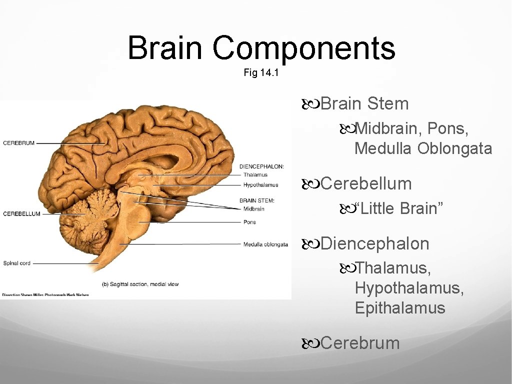 Brain Components Fig 14. 1 Brain Stem Midbrain, Pons, Medulla Oblongata Cerebellum “Little Brain”