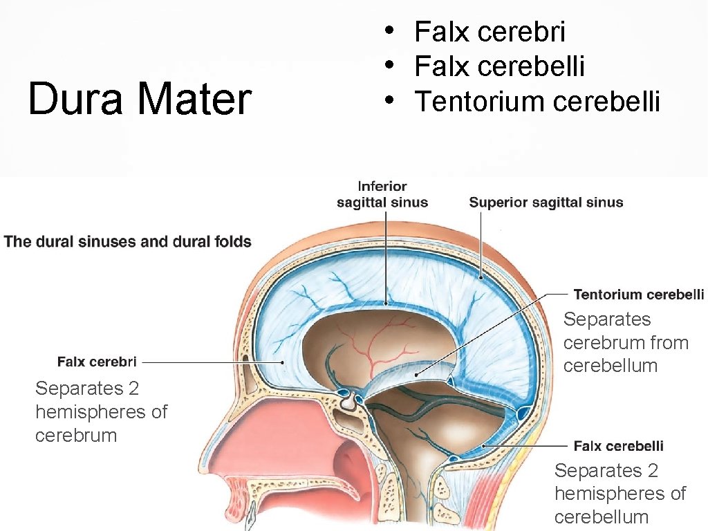 Dura Mater • Falx cerebri • Falx cerebelli • Tentorium cerebelli Separates cerebrum from