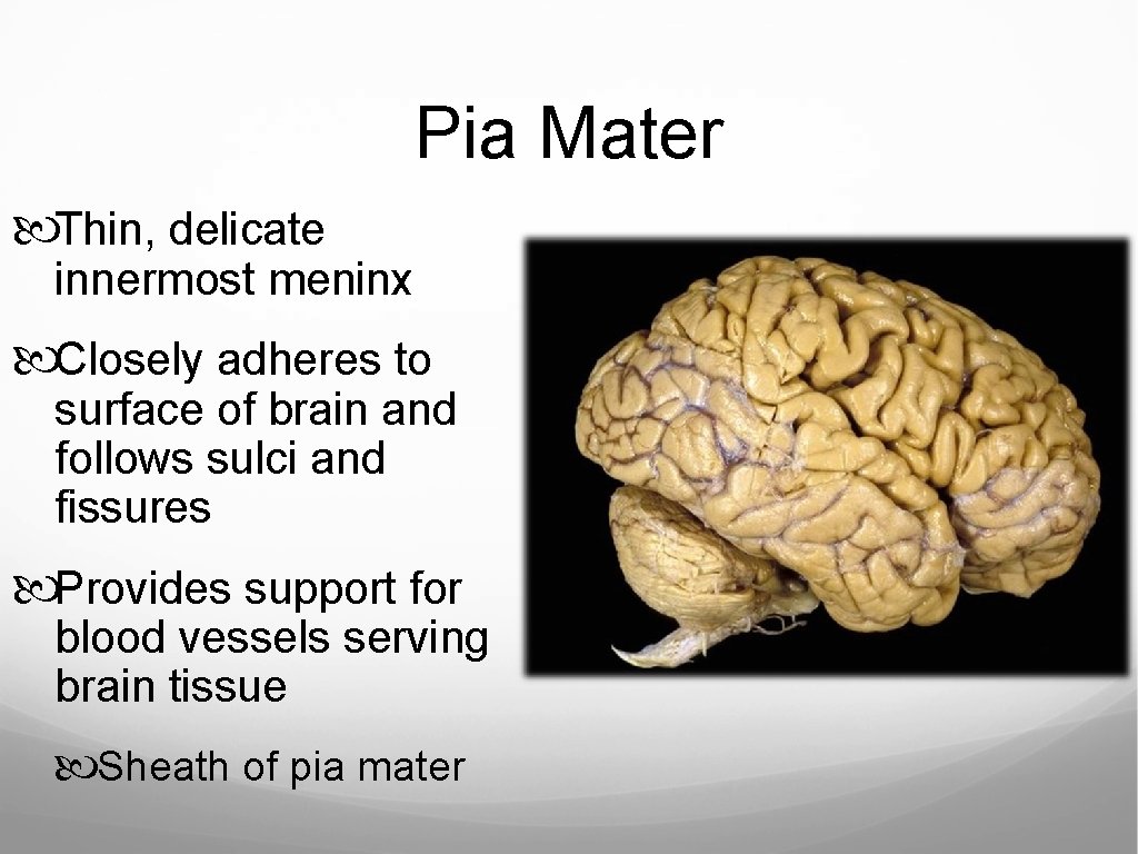 Pia Mater Thin, delicate innermost meninx Closely adheres to surface of brain and follows Pia Mater Thin, delicate innermost meninx Closely adheres to surface of brain and follows