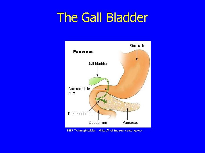 The Gall Bladder SEER Training Modules. <http: //training. seer. cancer. gov/>. 