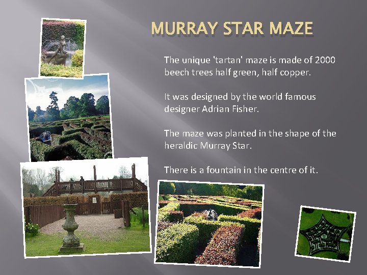 MURRAY STAR MAZE The unique 'tartan' maze is made of 2000 beech trees half