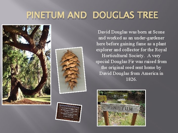 PINETUM AND DOUGLAS TREE David Douglas was born at Scone and worked as an