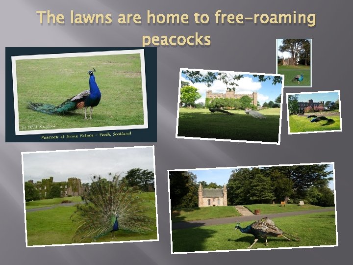 The lawns are home to free-roaming peacocks 