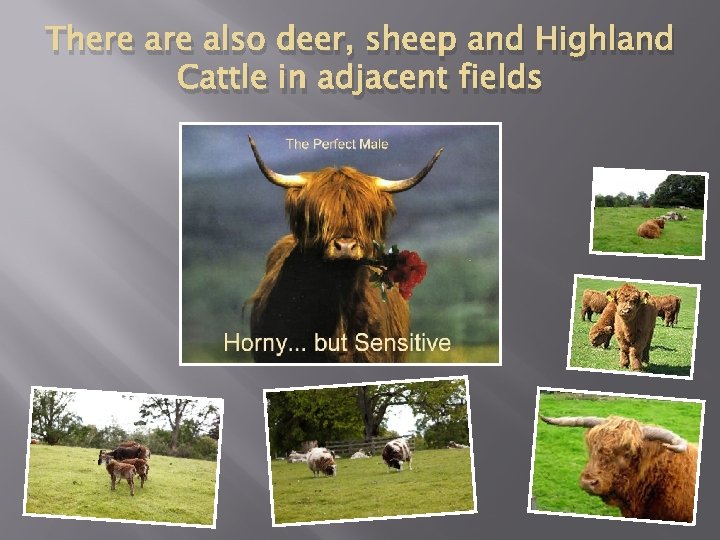  There also deer, sheep and Highland Cattle in adjacent fields 