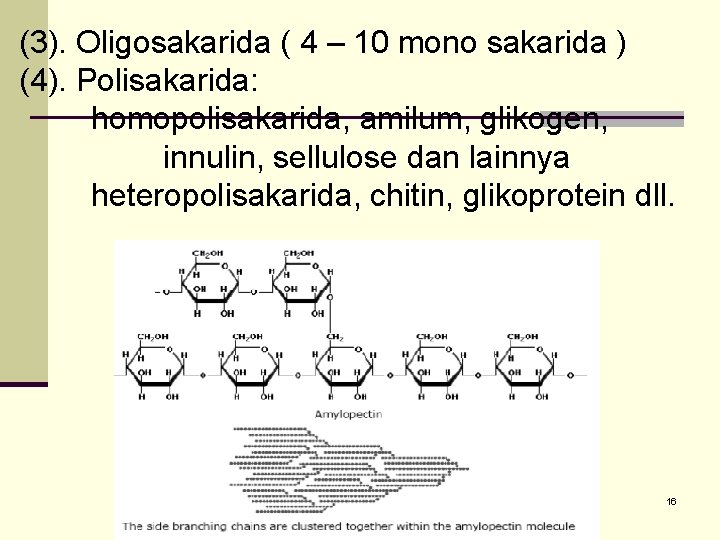 (3). Oligosakarida ( 4 – 10 mono sakarida ) (4). Polisakarida: homopolisakarida, amilum, glikogen,