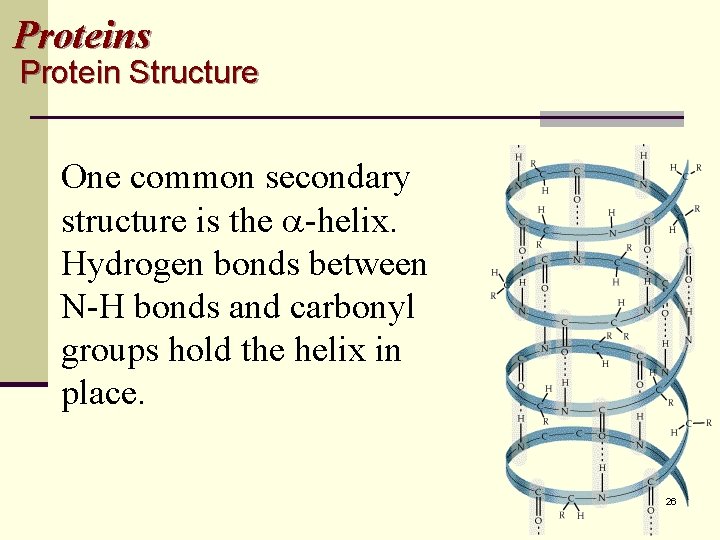 Proteins Protein Structure One common secondary structure is the -helix. Hydrogen bonds between N-H