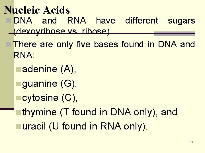 Nucleic Acids n DNA and RNA have different sugars (dexoyribose vs. ribose). n There