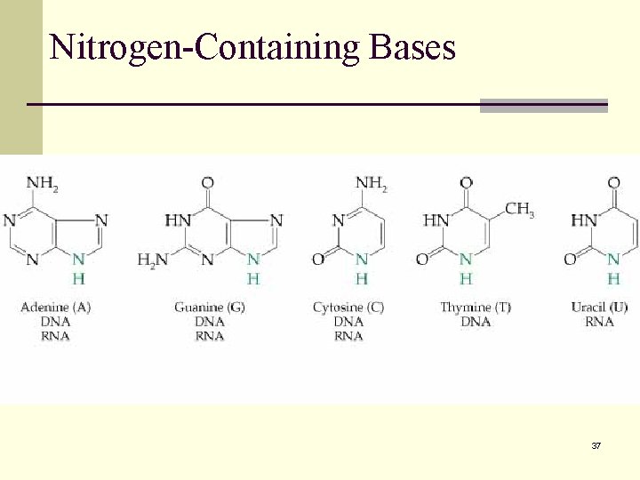 Nitrogen-Containing Bases 37 