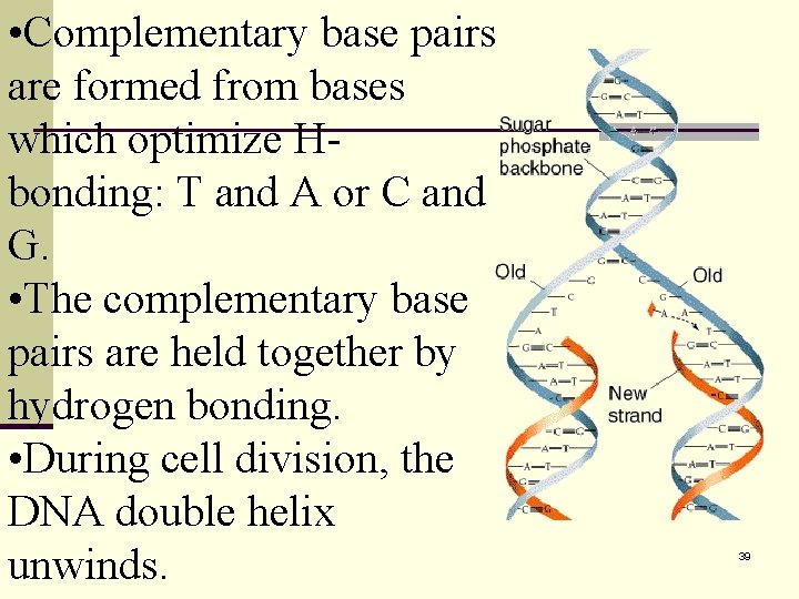  • Complementary base pairs are formed from bases which optimize Hbonding: T and