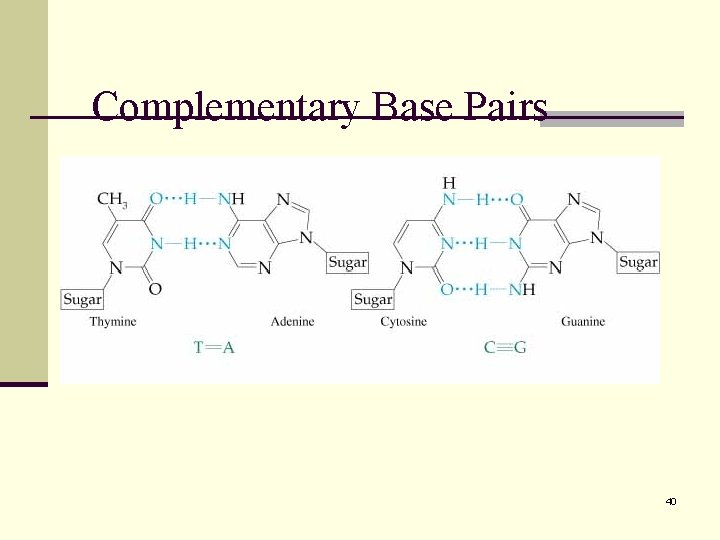 Complementary Base Pairs 40 