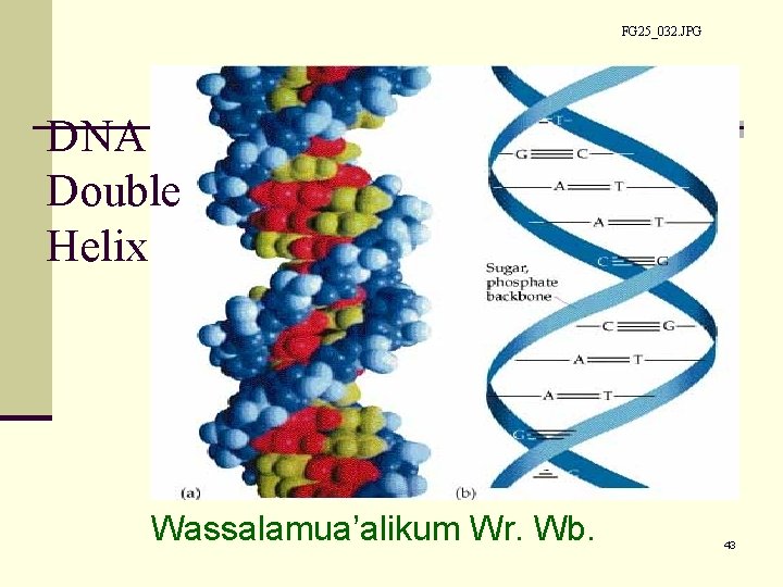 FG 25_032. JPG DNA Double Helix Wassalamua’alikum Wr. Wb. 43 