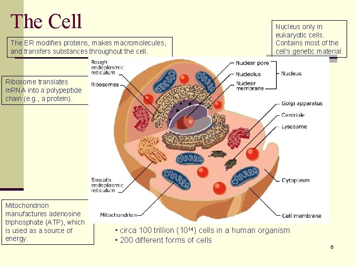 The Cell The ER modifies proteins, makes macromolecules, and transfers substances throughout the cell.