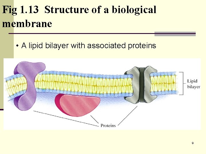 Fig 1. 13 Structure of a biological membrane • A lipid bilayer with associated