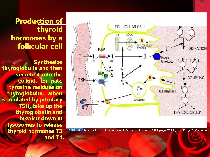 Production of thyroid hormones by a follicular cell Synthesize thyroglobulin and then secrete it