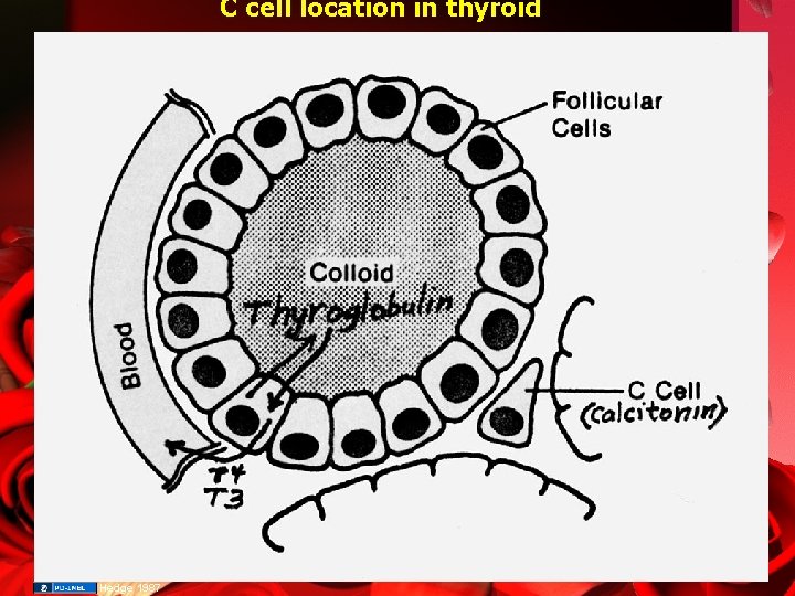 C cell location in thyroid Hedge 1987 