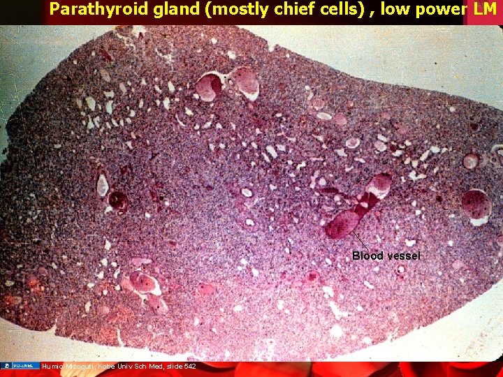 Parathyroid gland (mostly chief cells) , low power LM Blood vessel Humio Mizoguti, Kobe