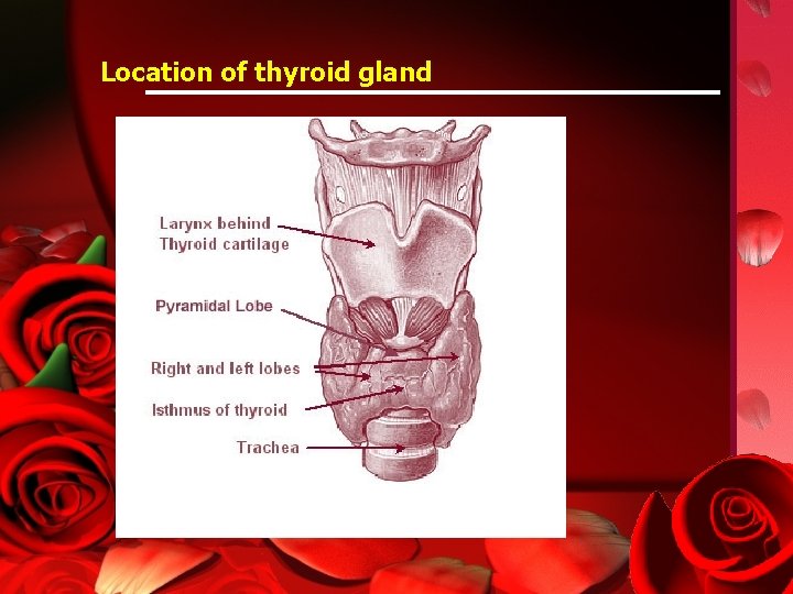 Location of thyroid gland US Federal Government, wikimedia commons 